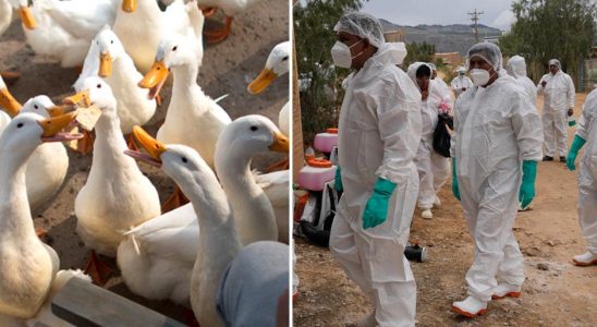 WHO bird flu alert Huge concern
