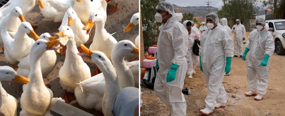 WHO bird flu alert Huge concern