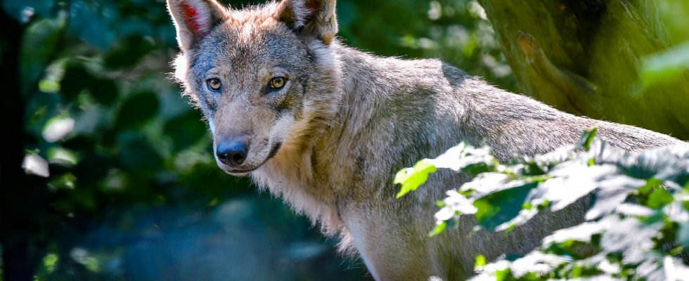 Wolf killed in Norrtalje protection hunt ended