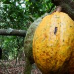 an Ivorian NGO warns of the Liberian origin of cocoa