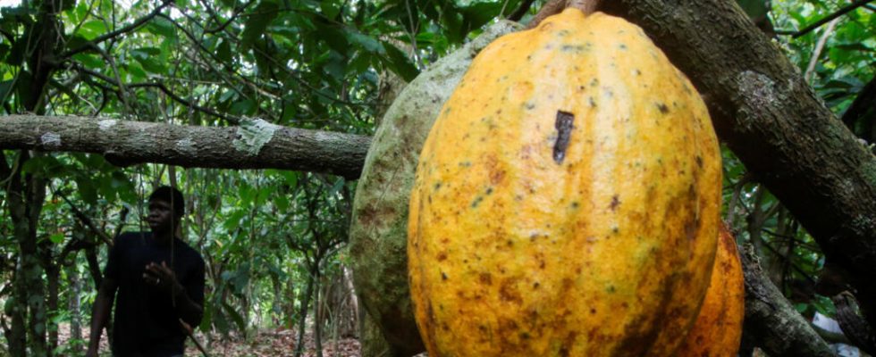 an Ivorian NGO warns of the Liberian origin of cocoa