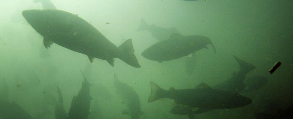 nearly 77000 salmon miraculously survived a road accident in Oregon