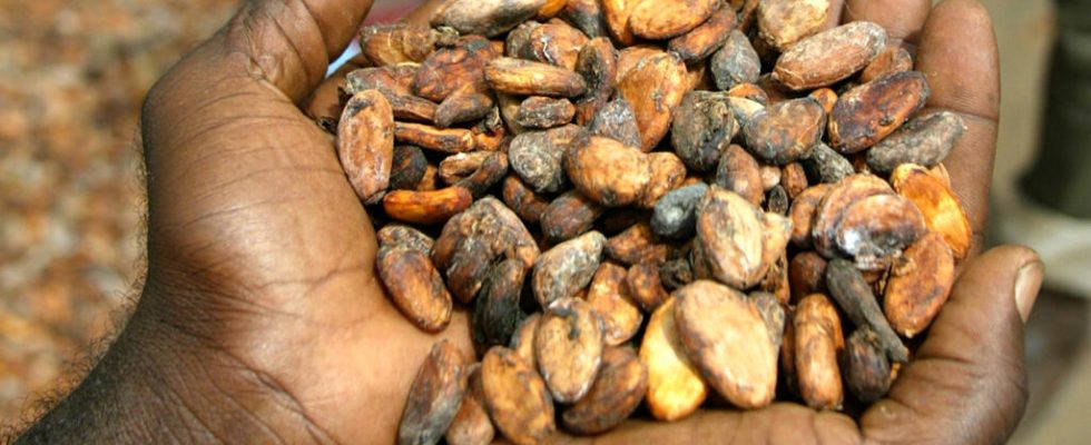 the farm gate price of a kilo of cocoa set