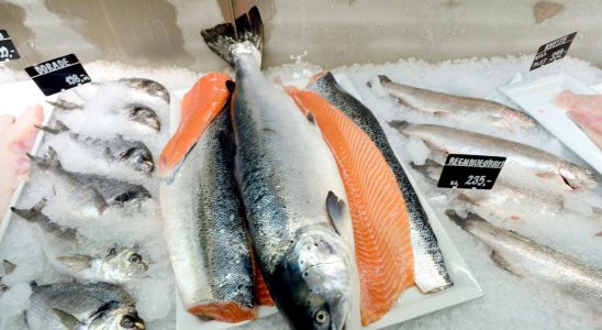 14000 Norwegian salmon on the run