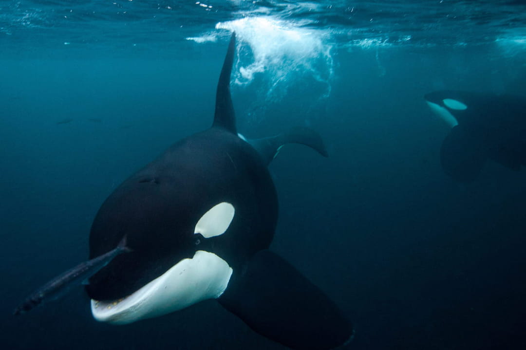 1716723291 693 Orcas sink a boat in the Mediterranean again We finally