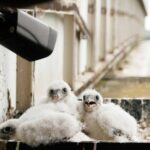 3 peregrine falcons born at the Wijk bij Duurstede lock