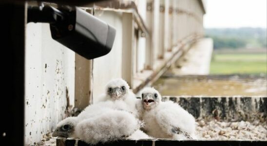3 peregrine falcons born at the Wijk bij Duurstede lock