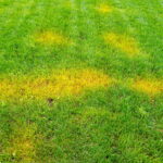 A simple trick prevents the lawn from yellowing only good