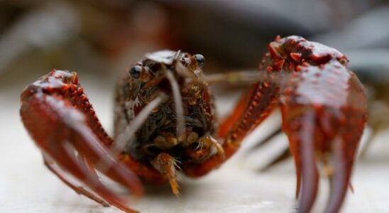 American crayfish eats entire polder Underwater its like a desert