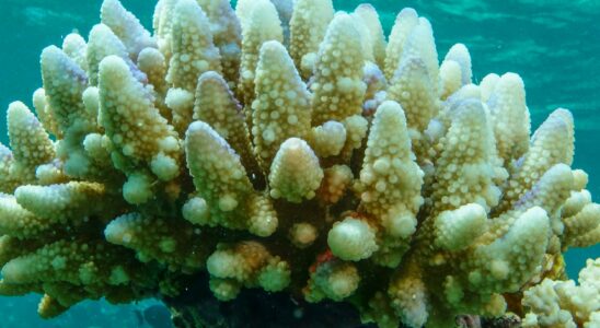 Coral bleaching is spreading around the world