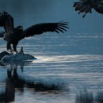 Eagles take detours around the war in Ukraine