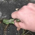Gardening expert shares effective tip to eliminate weeds between paving
