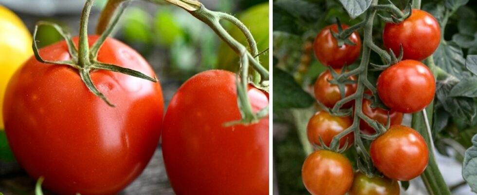 How to take care of your tomato plants this summer