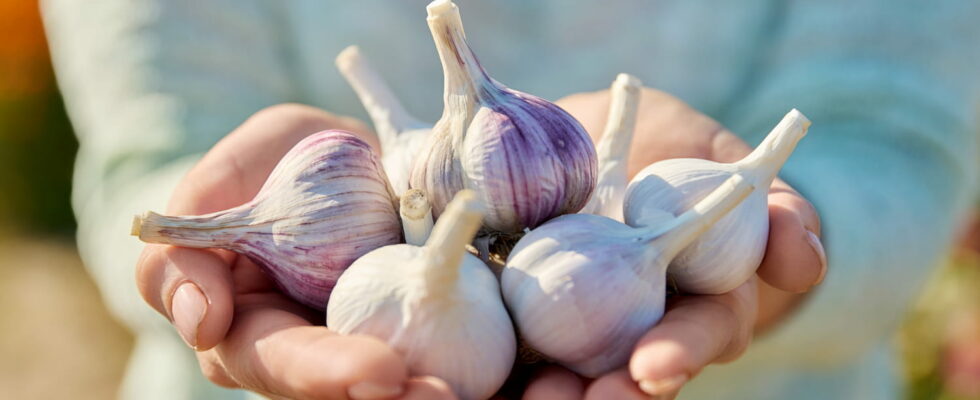 Is eating too much garlic risky for your health The