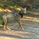 Leash advice after wolf dog confrontation in Austerlitz