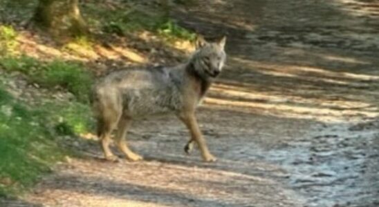 Leash advice after wolf dog confrontation in Austerlitz