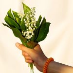 Lily of the valley is toxic how to protect yourself