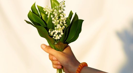 Lily of the valley is toxic how to protect yourself