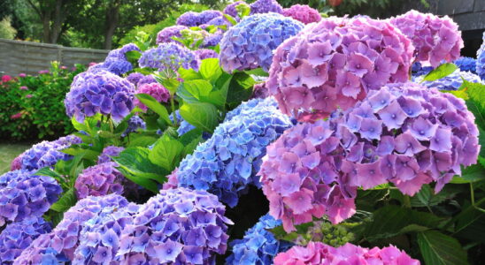 More abundant more beautiful and stronger hydrangea flowers This
