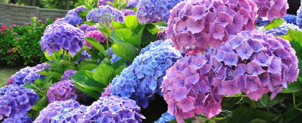 More abundant more beautiful and stronger hydrangea flowers This