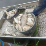 More than 800 dead fish in various places water board