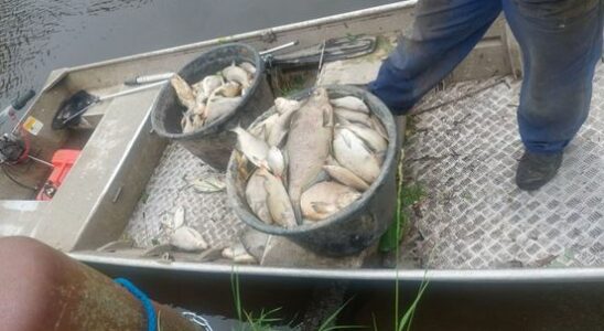 More than 800 dead fish in various places water board