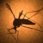 Mosquitoes from labs to solve mosquito problem in LA