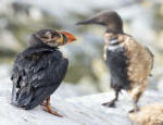 Oil kills seabirds in northern Norway the origin of