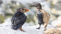 Oil kills seabirds in northern Norway the origin of