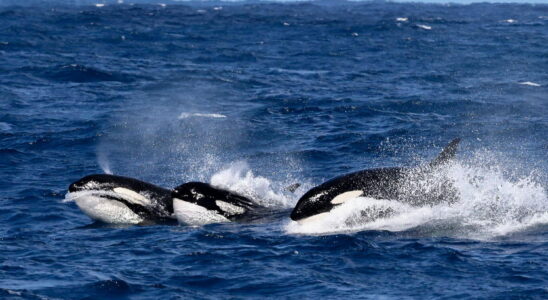 Orcas sink a boat in the Mediterranean again We finally