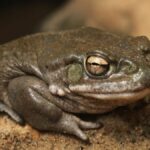 Psychedelic Toad Venom May Help Treat Depression
