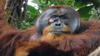 Rakus an injured orangutan healed his wound himself with a