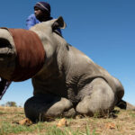 Reintroduction program for 2000 white rhinos begins in South Africa