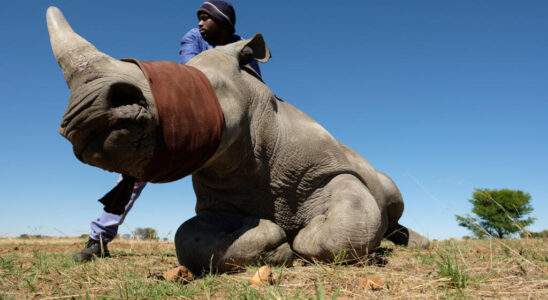 Reintroduction program for 2000 white rhinos begins in South Africa