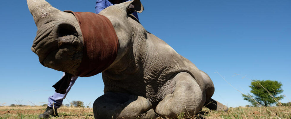 Reintroduction program for 2000 white rhinos begins in South Africa
