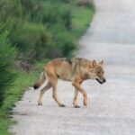 Researchers expect wolf packs on the Utrechtse Heuvelrug