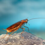 Scientists want to use remote controlled cockroaches to save lives