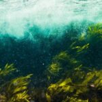 Seaweed forests combat climate change Utrecht research shows