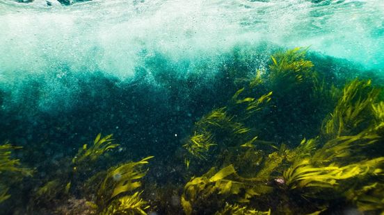 Seaweed forests combat climate change Utrecht research shows