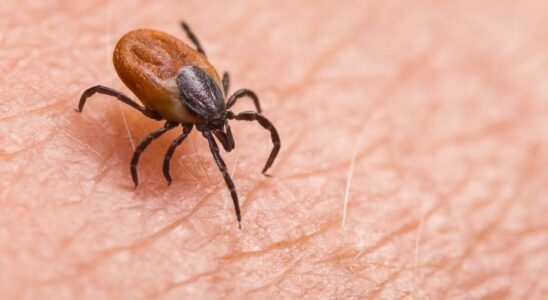 Should we fear the spread of the giant tick throughout