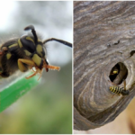 Simple trick you will avoid the wasps during the