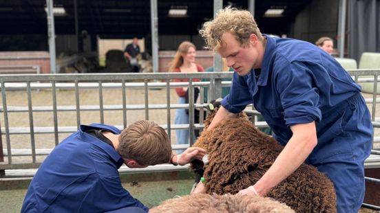 Student Simme vaccinates sheep against bluetongue I saw the consequences
