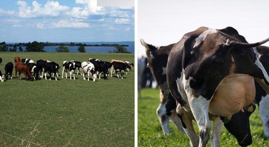 The cows right to graze in the summer can be