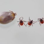 The giant tick identified in several departments scientists fear a