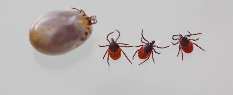 The giant tick identified in several departments scientists fear a
