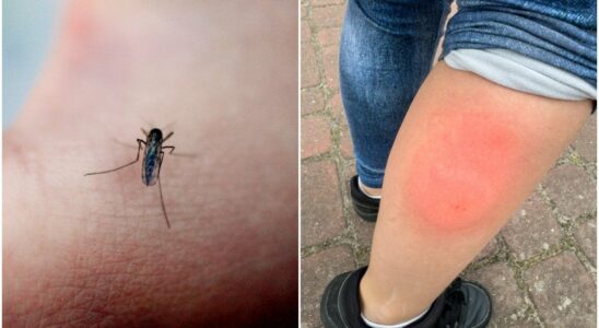 The mosquito repellent you shouldnt use this summer Illegal to