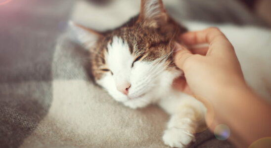 The perfect gesture to properly caress your cat according to