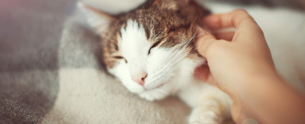The perfect gesture to properly caress your cat according to