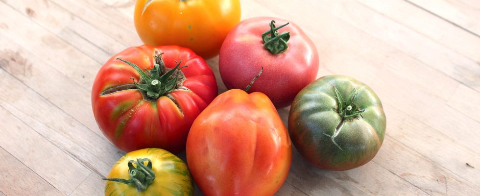 These kinds of tomatoes are best for summer salads