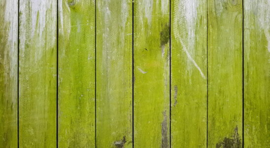This inexpensive product removes green moss from your fence in